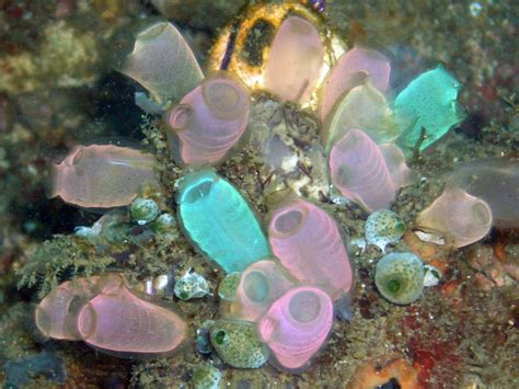 Photos of a smiling young woman with her motorbike proved popular with social media users in japan and began to notch up hundreds of likes. Sea Squirt | Animal Wildlife