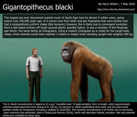 I hope that made sense, now on to the good stuff. Gigantopithecus blacki size comparison by Harry-the-Fox on ...