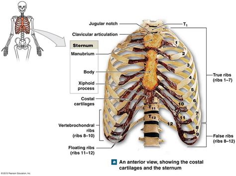 But for an anatomy study, it's not. The thoracic cage, an anterior view. | Thoracic cage ...