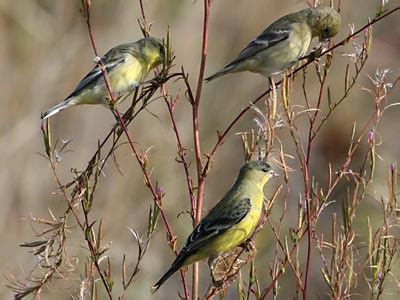 I saw two of these, possibly three? Lesser Goldfinch - Presidio of San Francisco (U.S ...
