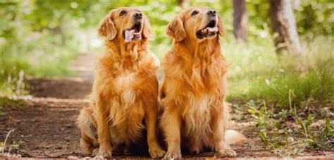 A gender difference is a disparity between male and female humans. Male & Female dogs: Personality differences