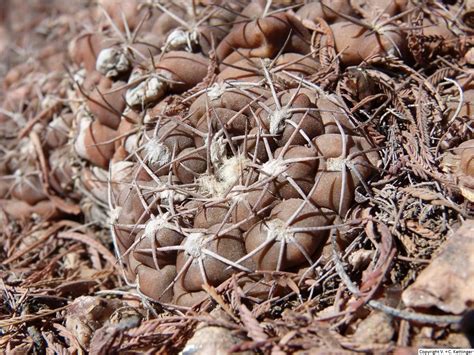 Sea urchin cactus (astrophytum asterias): Gymnocalycium alboareolatum care and culture | Travaldo's blog