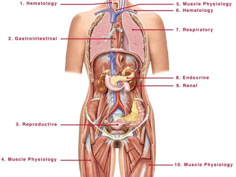 Check spelling or type a new query. Pin di Muscle anatomy
