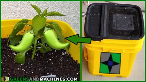 To get the scoop on this popular, portable gardening method, we met up. Growing Peppers in 5 Gallon Buckets | Container Gardening ...