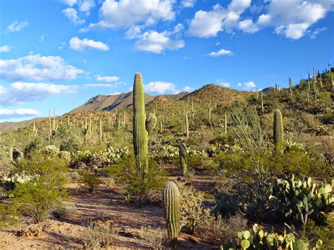 The saguaro provides both food and shelter for a variety of desert species and plays an integral role in the the saguaro cactus grows only in the sonoran desert of the u.s. Pop and Meemee on the road: Saguaro Cactus and Tombstone