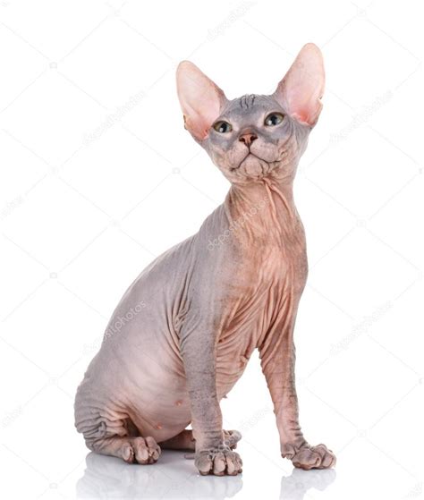 However, the sphynx cat, as a breed, was developed through selective breeding, starting in the 1960s. Sphynx kat aanbrengen op een witte achtergrond, opzoeken ...