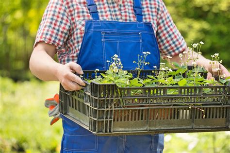 Check spelling or type a new query. Mittelteil Des Mannes Kiste Topfpflanzen Am Garten Halten ...