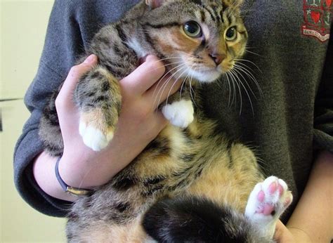 Geri, a one year old female cat who was putting on too ...