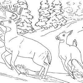 Snowshoe hare tracks in snow. Snowshoe Coloring Pages at GetColorings.com | Free ...