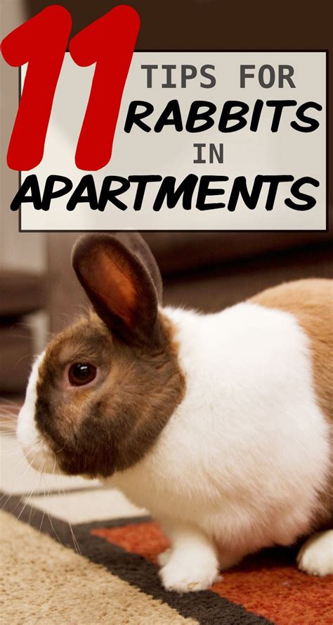 That is, they're silent until they decide to casually break an. 11 Tips to Keep Rabbits in a Small Apartment in 2020 ...