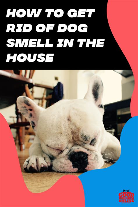 How to get dog and cat urine smell out of concrete. How to Get Rid of Dog Smell in the House | Dog smells ...