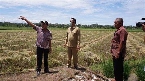 Didaftarkan sebagi bernas) telah diswastakan pada 1 januari 1996 dan mengambilalih peranan lembaga padi dan beras negara (lpn) sebagai penjaga industri padi dan beras tempatan. Ikut Panen Padi, Walkot Pariaman Tegaskan Stok Beras Aman ...