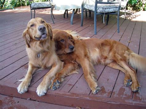 There are three golden retriever clubs in california: Southern California Golden Retriever Rescue | Golden ...