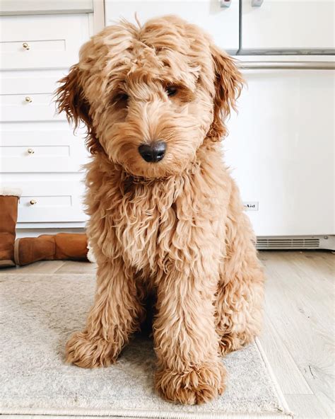 The fullgrown mini goldendoodles can. Mini Golden Doodle Coloring Pictures : 8 Things to Know ...