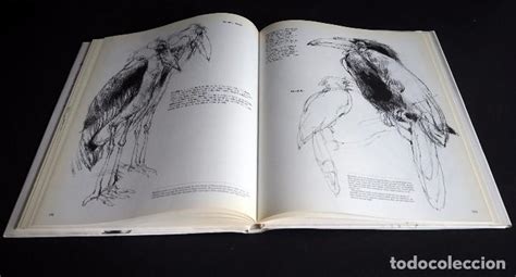Drawing animals by victor ambrus, 9781853611667, available at book depository with free delivery worldwide. victor ambrus. drawing animals. grange books 19 - Comprar Libros de pintura en todocoleccion ...