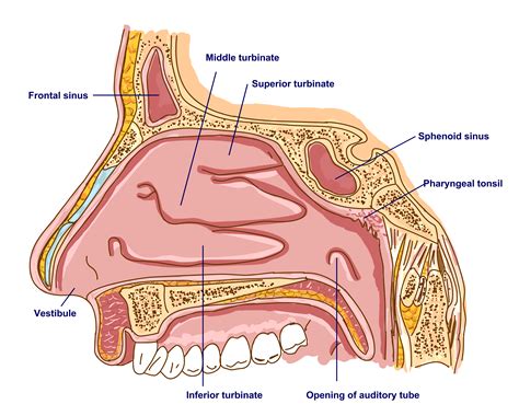 The upper and lower bony parts of the septum are formed by the perpendicular plate. Binla Book | Review surface anatomy in ENT
