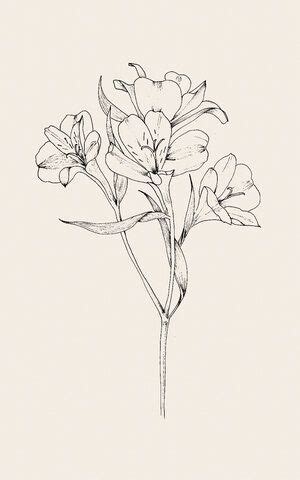 Fineline drawing | Flower | Peruvian lily # ...