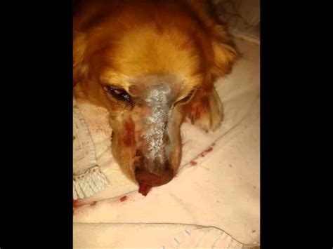 Mehr informationen zu allen themen rund um hunde. abschied von unserem Hund skully 15 wundervolle jahre ...