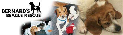 New york county, brooklyn, ny read more ». Pets for Adoption at Bernards Beagle Rescue, in Lockport ...