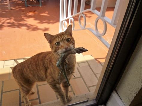 But people don't kill animals just for food. Is it okay for a cat to eat lizards? Aren't lizards toxic ...