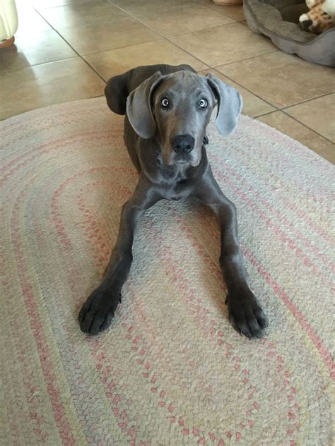 These puppies have been well socialized with all family members including young children. Great Dane Puppies For Sale In Florida