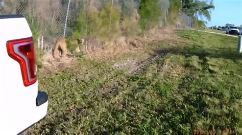 Amateur caught on cam porno filmy. Caught on Cam: FWC officers corral an endangered panther