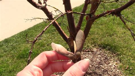 The paperbark maple often grows multiple trunks, even branching quite close to the ground. Paperbark Maple - YouTube