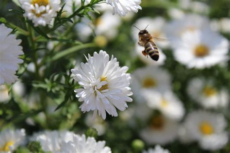 Ketahui 5 Bunga Yang Disukai Oleh Lebah Madu | Pak Tani Digital