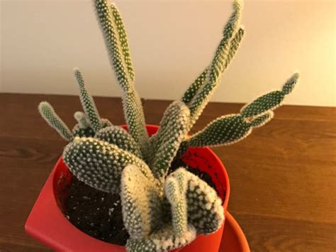 In fact, there is no such thing as a cactus seed. Problems with my Bunny Ears