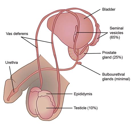 The male anatomy (male reproductive organs). Male reproductive anatomy and relative contributions of ...