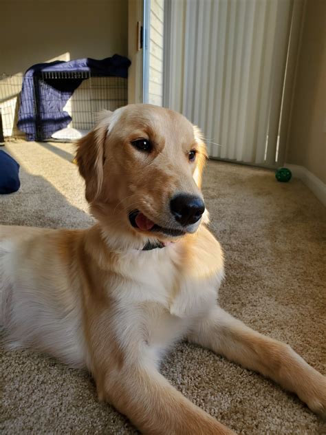 We have been involved in goldens since 2011 but deb has been actively involved in purebred dogs since 1973 as an owner, breeder and exhibitor of doberman pinschers. Golden Retriever Puppies For Sale | Kansas City, MO #328795