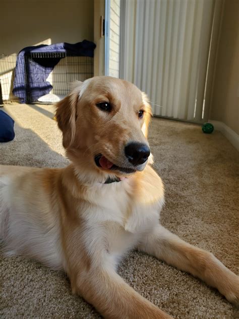 Join millions of people using oodle to find puppies for adoption, dog and puppy listings, and other pets adoption. Golden Retriever Puppies For Sale | Kansas City, MO #328795