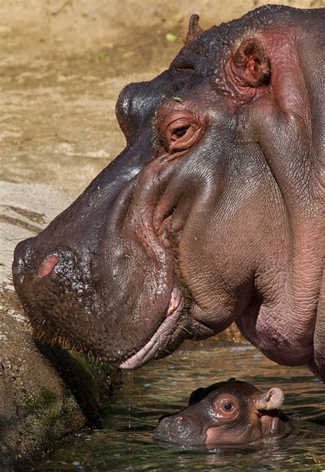 Imported from british india and afghanistan during the 19th century for transport and construction during the colonisation of the central and western parts of australia. One Hundred San Diego Zoo Guests Witness Hippo Birth ...