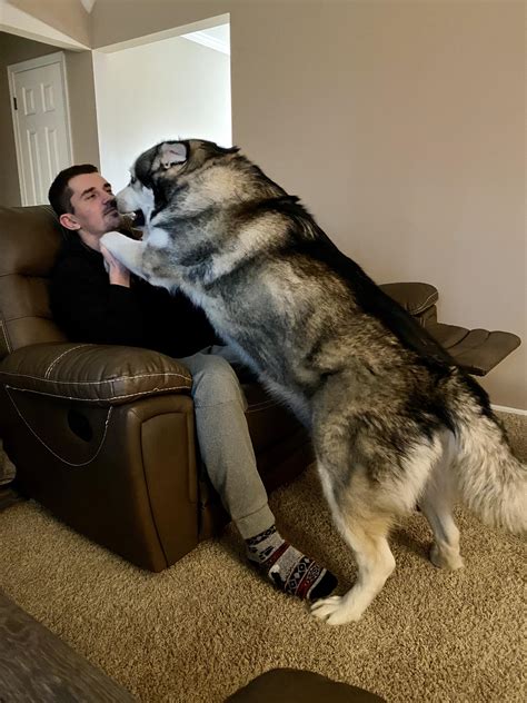 It's a large dog at about 22 to 26 inches tall, weighing between 71 to 95. My friends big ass Alaskan Malamute : aww