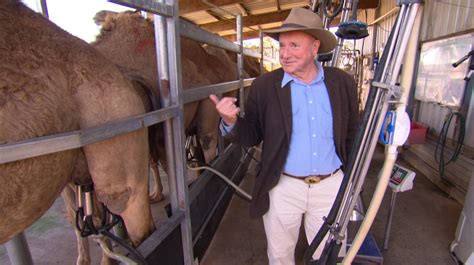 Guided visit of the farm including feeding of camels and small farm animals. Summerland Camel Farm, Scenic Rim, Queensland | Better ...