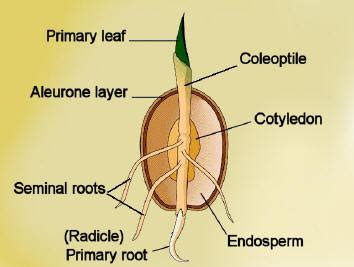 We did not find results for: Coleoptile