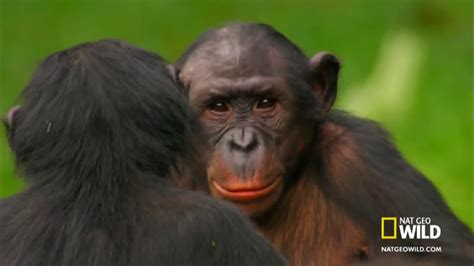 Bonobo mating like humans funny animals mating compilation funny bonobo ape mating gorilla mating and breeding at zoo! Sesso fra scimpanzè - Chimpanzees who have sex - Funny ...
