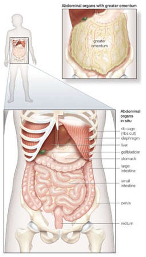 Diagram rib cage with organs. Stock Illustration - Diagram of the human abdominal cavity ...