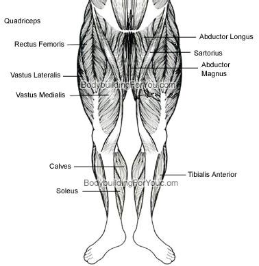 This muscle diagram is interactive: Leg Muscle Anatomy - Quadriceps Muscle, Hamstring Muscle ...