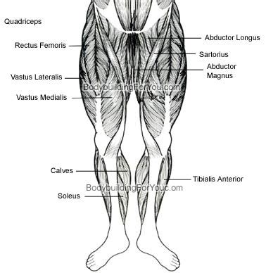 A muscle's job is to pull together the points to which its ends are attached. Leg Muscle Anatomy - Quadriceps Muscle, Hamstring Muscle ...