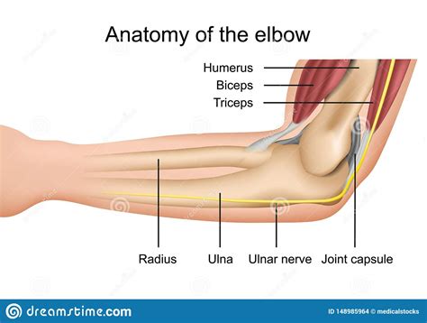 The elbow is composed of 3 bones, and each bone has segments all named with a medical term. Anatomy Of The Elbow Medical Vector Illustration With ...