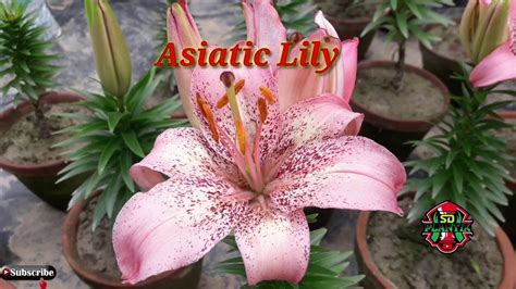 Lily bulbs should be planted as soon as possible. Asiatic Lily / Lillium Plant ( 28 Video ) - YouTube