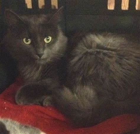 If your cat does spend a lot of time exploring the great outdoors, there are some concerns i'm honestly not sure how much longer she has. Serena - I am a gorgeous, long-haired, Russian Blue - that ...