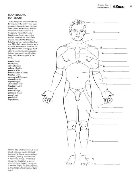 Dental anatomy coloring book by saunders (2007, perfect) never used (clean pages. Anatomy And Physiology Coloring Book Answers ...