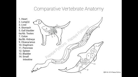 They are winged, bipedal animals, omeotermi and oviparous. Creating of "Vertebrate Anatomy Coloring Sheet" - YouTube