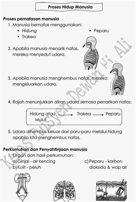 Gerak balas tumbuhan tumbuhan bergerak balas terhadap rangsangan seperti air, graviti, cahaya dan sentuhan. Fun Crayons EduSpace: Nota Sains Tahun 4 - Proses Hidup ...