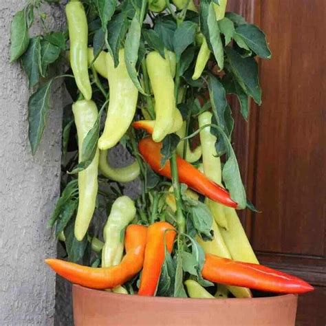 Because the pepper plant is such an attractive plant with its colorful peppers, this is a plant that could be easily. Pepper Plantlings, Sweet Banana - 3 Plants | Stuffed sweet ...