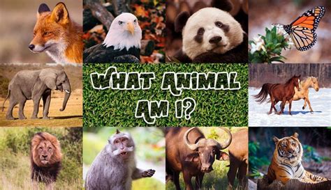 Sure, being human is great, but do you ever wonder what kind of animal you would be if you were born into different circumstances? What animal am I quiz. 100% Accurate Personality Test