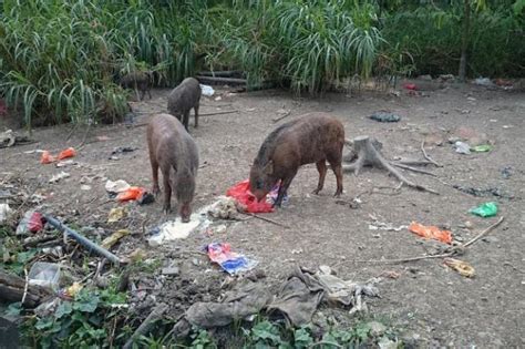 The straits times understands that wild boars show up in the area as often as twice or thrice a week. Visitors turn wild boar feeding area into food dump ...