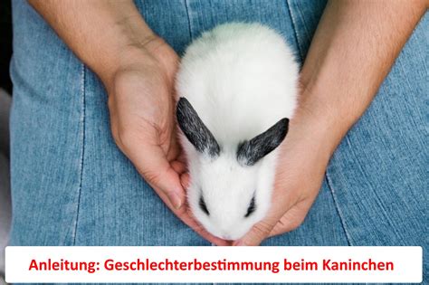 Beim ersten mal wird in der regel eine verwarnung ausgesprochen, im hey, danke. Kaninchen Geschlecht erkennen - So gehts! & Anleitung und ...